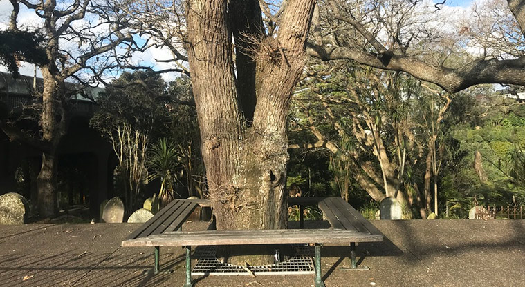 Symonds Street Cemetery East - Seating around an old tree.